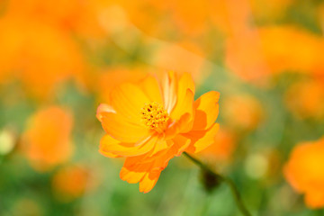 キバナコスモス