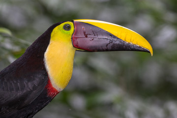 Swainson's toucan portrait on a branch near La Fortuna, Costa Rica 