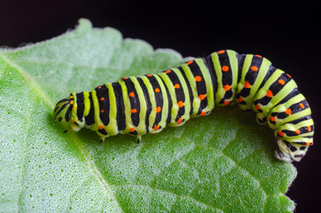Caterpillar of the Machaon crawling on green leaves, close-up
