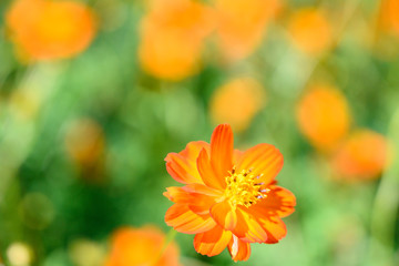 キバナコスモス