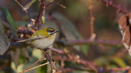 Obraz premium Fiorrancino (firecrest) nascosto tra i rovi di un cespuglio, in primo piano, in inverno