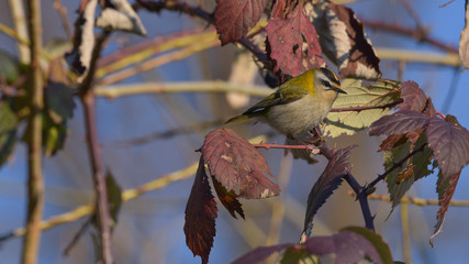 Fiorrancino (firecrest) nascosto tra i rovi di  un cespuglio, in primo piano, in inverno