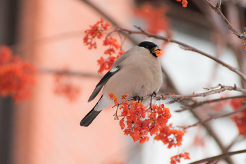 Cute colorful eurasian bullfinch eating red berries, (Pyrrhula pyrrhula)
