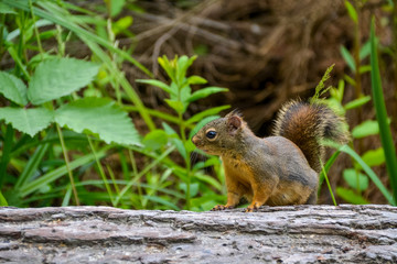 Naklejka na ściany i meble A small red squirrel looking for food while standing on the brown bark of a log with vibrant green leafy foliage in the background.