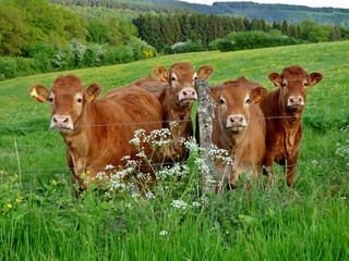 limousin cows in a field