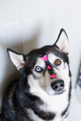 cute husky dog with different eyes color with a heart on the nose
