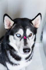 portrait of a husky dog ??with different eye color with a heart-shaped picture on its face