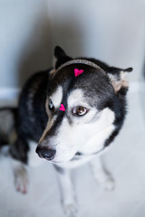portrait of a husky dog ??with different eye color with a heart-shaped picture on its face