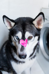 portrait of a husky dog ??with different eye color with a heart-shaped picture on its face