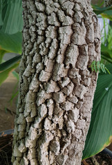Tamarinde, Tamarindus, indica