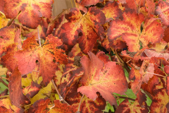 Foglie di vite in autunno, texture