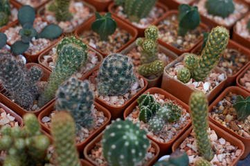 The potted plant nursery in the gardening shop