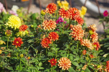 Flower in garden on a sunny summer or spring day. Flower for postcard. Beautiful flower in tropical garden. Colorful flower. flower pattern. flower background. flower bouquet.