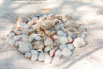 Seashells and dried crab on a hand-made shrimp device on a sandy beach.