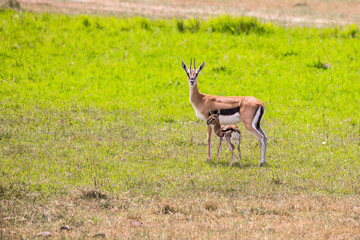  Female mother of Thomson's gazelle with baby