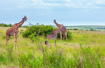 Small herd of long-necked giraffes