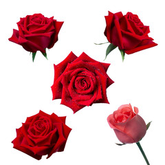 Collage of red and pink roses isolated on white background