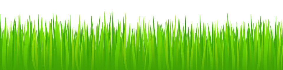 Obraz premium Green grass on white background, panoramic view, vector illustration