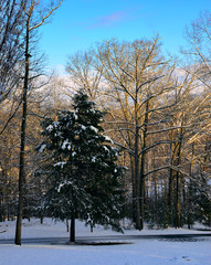 After the storm...the sun highlights trees in the woods following at the end of a snowy day.