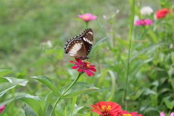 Fototapeta premium Beautiful butterflies perch on tropical flowers in bloom