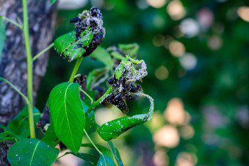Green leaf of a pear close-up with damage by ulcers of diseases and fungi of brown spotting of scab monniliosis. Gardening problems. Fungal and viral diseases of plants.