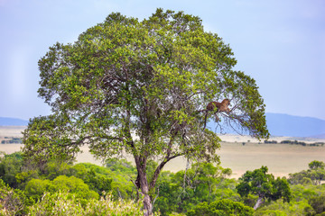 Fototapeta na wymiar Gorgeous leopard resting on tree