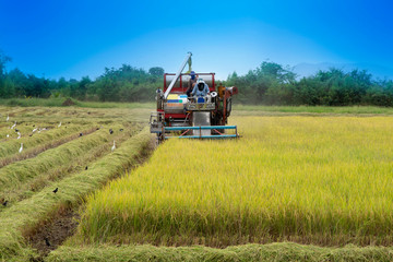 Fototapeta premium Farmer using tractor to harvest rice crops in the fields.