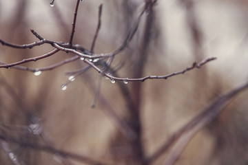 Fototapeta na wymiar raindrops on a branch of a leafless tree in close-up in January