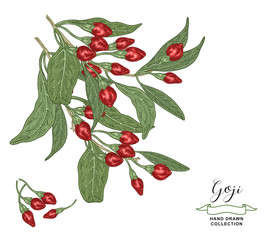 Goji branches with leaves and berries isolated on white background. Goji berry hand drawn. Colorful vector illustration. Detailed sketch style.