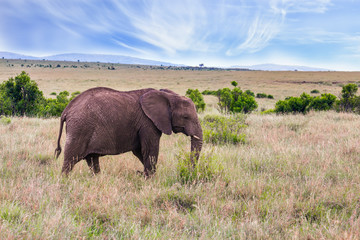 Fototapeta premium Great elephant