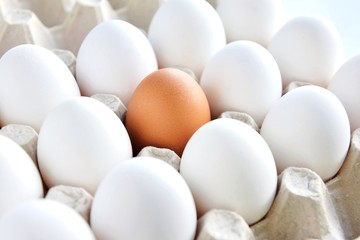 Row of white chicken eggs with one brown egg in cardboard container. healthy protein breakfast. Fresh organic chicken eggs with selective focus. Egg box. Easter preparation. Raw eggs