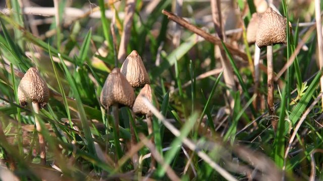 Psilocybe semilanceata mushrooms