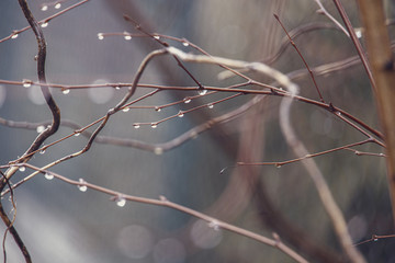 raindrops on a branch of a leafless tree in close-up in January