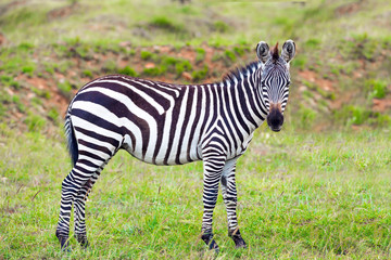  Charming zebra graze
