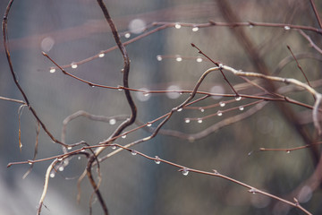 raindrops on a branch of a leafless tree in close-up in January