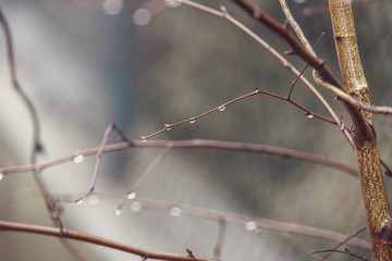 raindrops on a branch of a leafless tree in close-up in January