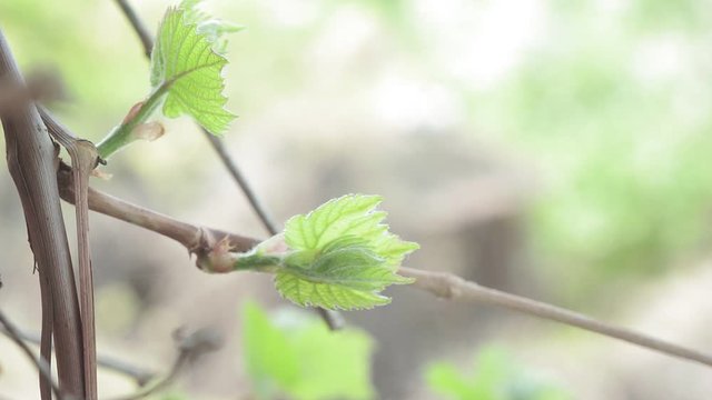 first grape leaves in spring, close-up. vine, growing a vineyard