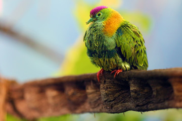A superb fruit dove (Ptilinopus superbus), also known as the purple-crowned fruit dove sitting on a stone. Extremely colorful dove from asia with green background.Very colorful bird.