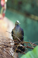New Guinea bronzewing, Henicophaps albifrons, sitting in green forest. Portrait of a pigeon in the rainforest.Endemic rare pigeon from New Guinea.