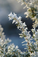Ice crystals or hoarfrost