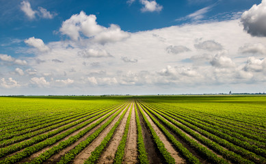 Soybean field with rows of soya bean plants