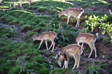 Europaeisches Damwild  im Gehege