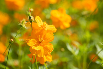 Sulfur Cosmos, Yellow Cosmos
