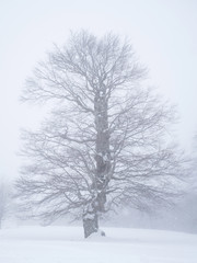 Fir trees covered with snow in a ski resort