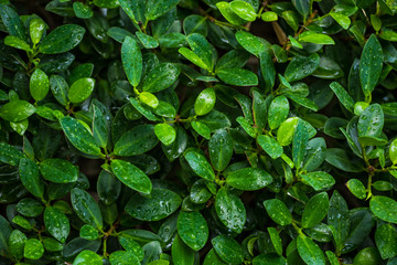 Ficus annulata, Banyan Tree leaf background