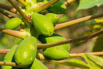 Fruites on the papaya tree, papaw or pawpaw is the plant Carica papaya, one of the 22 accepted species in the genus Carica of the family Caricaceae
