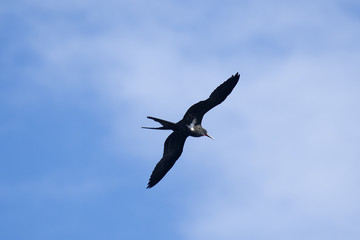 Frigate bird or Fregata andrewsi.