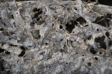 old rotten leaves of plants