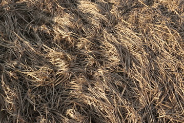   dry big grass background texture