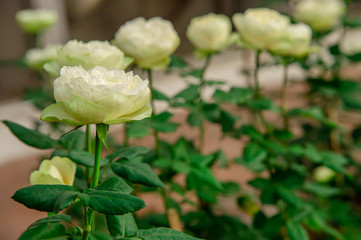 Selected focus group of white roses in garden